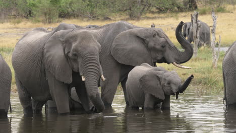 Un-Elefante-Bebé-Rodeado-De-Adultos-Bebiendo-Agua