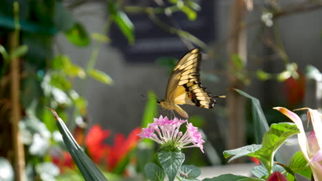 A-black-and-yellow-swallowtail-butterfly-drinking-nectar-from-a-pink-flower