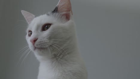 Closeup-White-Cat-Looking-Around-Bottom-View