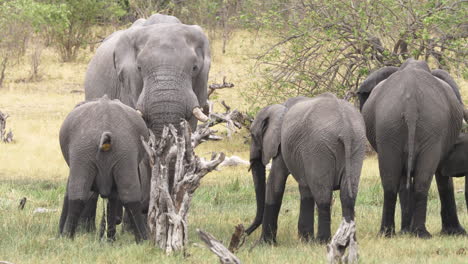 Wide-Shot-of-a-Herd-of-Elephants-While-a-Calf-Relieves-Himself-of-Excrement