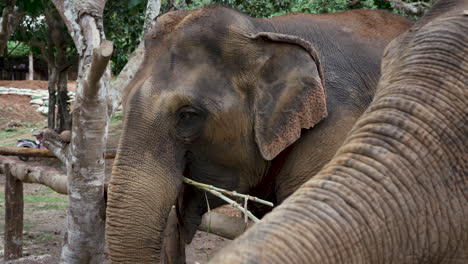 Close-up-of-2-amazing-Indian-Elephants-side-by-side
