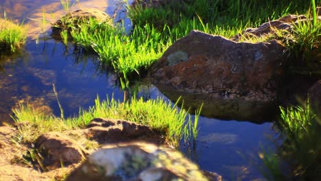 Beautiful-spring-river-flowing-between-the-green-grass-and-small-rocks-in-a-meadow