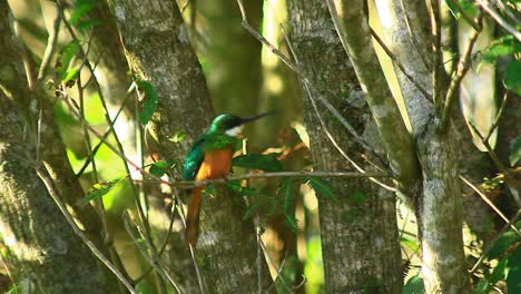 Ein-Heller-Tropischer-Jacamar-Vogel-Mit-Rufusschwanz,-Der-Auf-Einem-Ast-Im-Brasilianischen-Regenwald-Sitzt