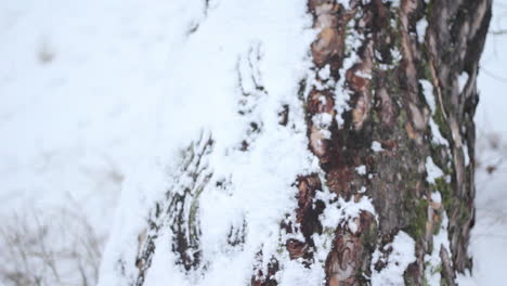 Neigung-Der-Schneebedeckten-Baumrinde