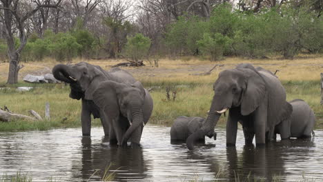 Eine-Parade-Afrikanischer-Buschelefanten,-Die-Das-Wasser-Genießen