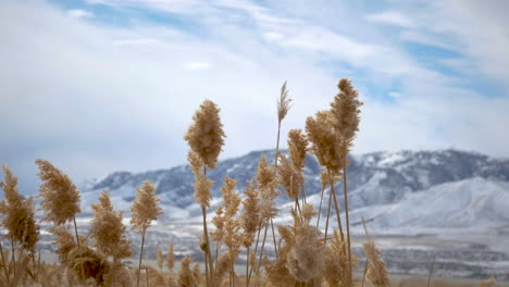 Pampus-grass-swaying-in-the-wind-in-slow-motion-with-blurred,-snowy-mountains-in-the-background---static