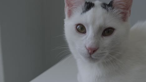 Junge-Weiße-Katze-Mit-Schwarzen-Flecken,-Die-Die-Kamera-Aus-Nächster-Nähe-Anschaut