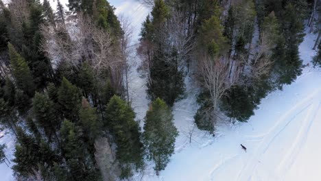 Aerial-view-of-a-deer-walking-into-a-forest-from-a-snowy-field