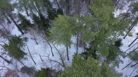 Aeril-view-flying-slowly-over-a-windy-evergreen-forest-in-winter