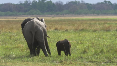 Eine-Elefantenmutter-Und-Ihr-Kalb,-Die-Durch-Die-Feuchtgebiete-Von-Botswana-Afrika-Gehen