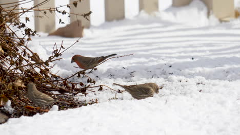 Hungry-house-finches-searching-for-seeds-in-the-winter-snow