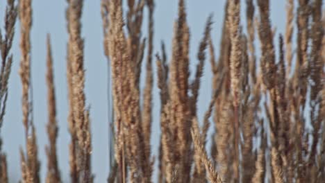 feather-reed-grass-sways-slowly-in-the-wind