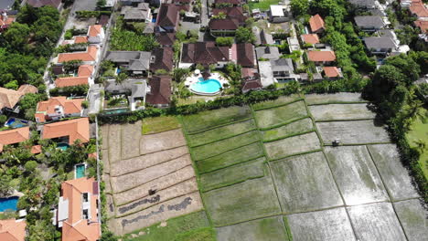 Aerial-flight-over-swimming-pool-and-paddy-fields-in-Bali