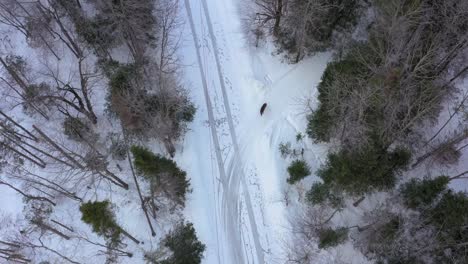 Tilting-down-onto-a-whitetailed-deer-on-the-side-of-a-snowy-road-AERIAL