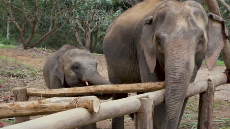Mutter-Und-Kind-Eines-Indischen-Elefanten,-Die-Hinter-Holzpfählen-Stehen