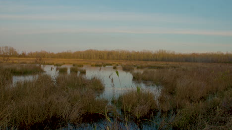 a-marsh-in-eastern-North-Carolina