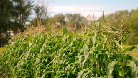 medium-shot-of-corn-plant-in-field-on-summer-day
