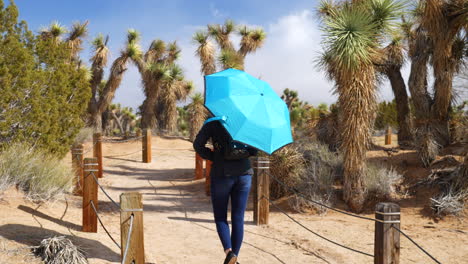 Eine-Junge-Frau-Mit-Einem-Blauen-Regenschirm,-Die-Nach-Einem-Regensturm-Mit-Joshua-Bäumen-Auf-Dem-Weg-Durch-Ein-Wüstennaturschutzgebiet-Geht