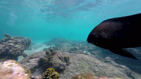 Epische-Unterwasser-Nahaufnahme-Eines-Tropischen-Fisches,-Der-Direkt-Vor-Dem-Kameraobjektiv-Schwimmt