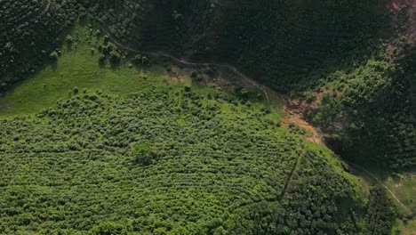Bird's-aerial-drone-view-of-Sylhet-tea-state-in-Bangladesh,-green-forest,-day