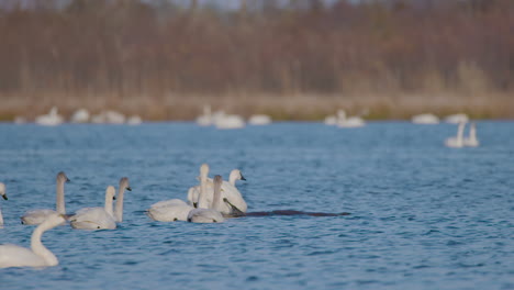 tundra-swan-in-the-eastern-part-of-North-Carolina