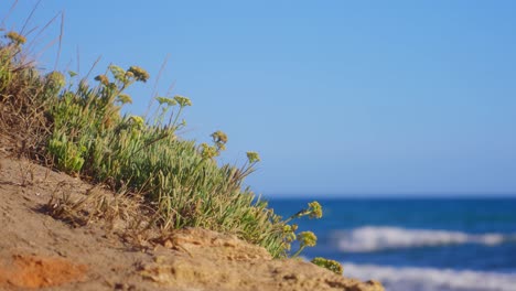 Beach-grass-softly-moving-on-clear-blue-sky