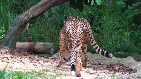 Two-wild-cat,-asiatic-cheetah,-acinonyx-jubatus-venaticus-walking-and-wondering-around-the-environment,-handheld-motion-following-shot