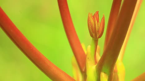Extreme-close-up-of-a-green-tropical-plant