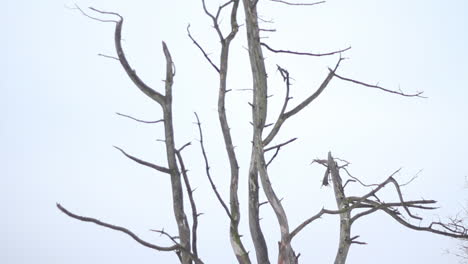 Tilt-up-of-dead-tree-in-snow-covered-natural-park