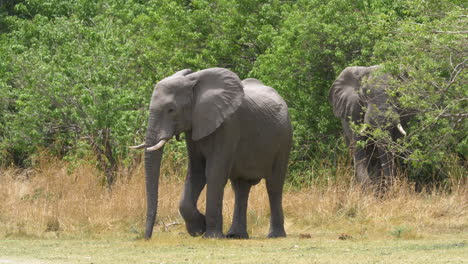 Jugendlicher-Afrikanischer-Buschelefant,-Der-Aus-Der-Bürste-Herauskommt,-Gefolgt-Von-Einem-Erwachsenen-Elefanten