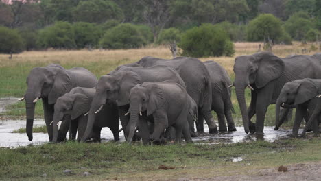 Eine-Große-Herde-Afrikanischer-Buschelefanten,-Die-Aus-Einem-Kleinen-Gewässer-Trinken