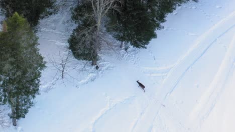 Luftaufnahme-Eines-Hirsches,-Der-Von-Einem-Schneebedeckten-Feld-Aus-In-Einen-Wald-Geht