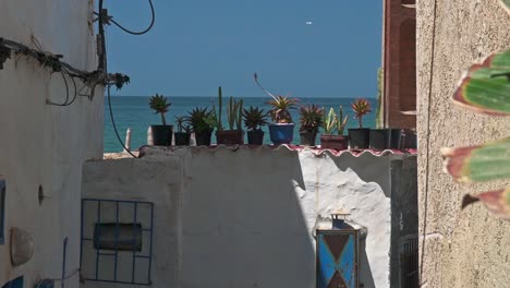 Plants-in-an-alley-in-Taghazout