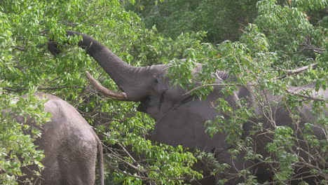 Enge-Aufnahme-Von-Afrikanischen-Buschelefanten,-Die-Blätter-Von-Einem-Baum-In-Botswana-Afrika-Essen