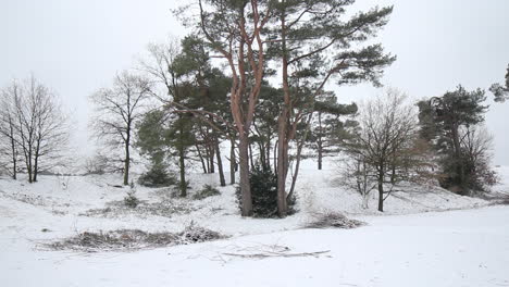 Tilt-down-of-small-group-of-trees-in-snow-covered-natural-park