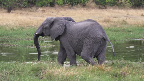 Kamerafahrt-Eines-Großen-Elefanten,-Der-Zum-Rand-Des-Wassers-Geht