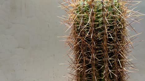 Cerca-De-Una-Planta-De-Cactus-Cardón-Puntiagudos