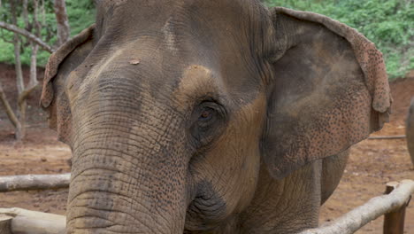 Großer-Brauner-Elefant,-Der-Nach-Links-Und-Rechts-Schaut