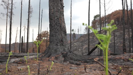 New-Green-Plants-Growing-in-Burnt-Forest-After-Wildfire,-Nature-Recovering-Concept
