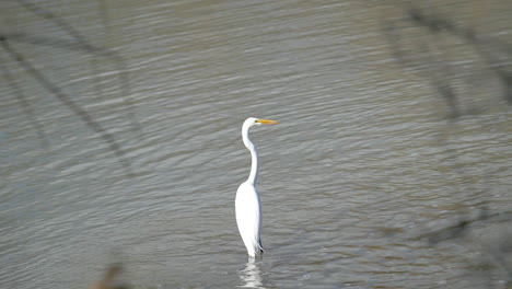 A-Great-Egret-fishes-along-the-banks-of-a-pond---slow-motion