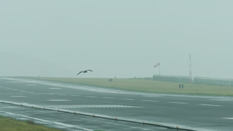 Seagulls-fly-around-an-airport-runway-in-stormy-weather