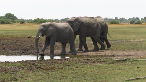 Eine-Herde-Erwachsener-Elefanten,-Die-Zum-Rand-Des-Wassers-Gehen