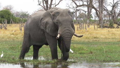 Ein-Erwachsener-Elefant,-Der-Gras-Aus-Einem-Afrikanischen-Feuchtgebiet-Frisst