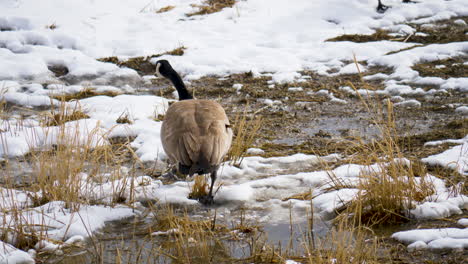 A-Canada-goose-forages-for-food-in-a-winter-wetland-area