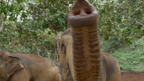 Erstaunlicher-Indischer-Elefant,-Der-In-Zeitlupe-Interagiert-Und-Nach-Einer-Hand-Greift