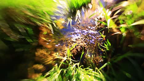 Close-up-of-a-beautiful-spring-river-flowing-between-the-green-grass-with-strong-bokeh-in-the-corners