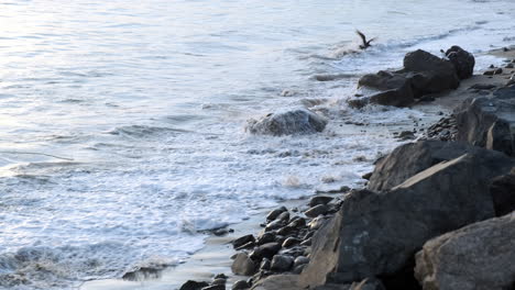 Mild-calm-waves-hitting-the-shoreline-at-Big-Rock-beach-in-Malibu-Caflifornia,-at-golden-magic-hour