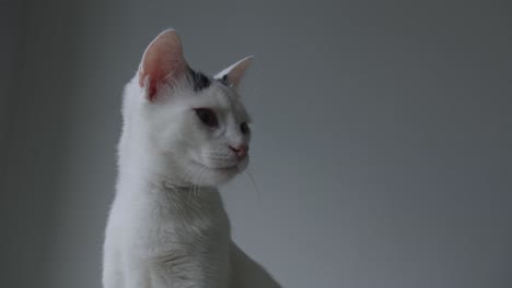 Schläfrige-Weiße-Katze,-Die-Geräusche-Mit-Sich-Bewegenden-Ohren-Aus-Nächster-Nähe-Erkennt