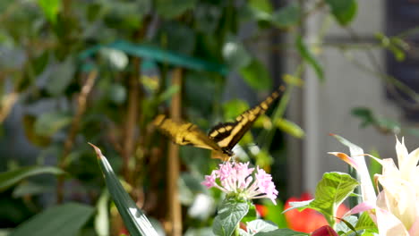 A-swallowtail-black-and-yellow-butterfly-extracting-nectar-from-a-pink-flower-with-its-proboscis