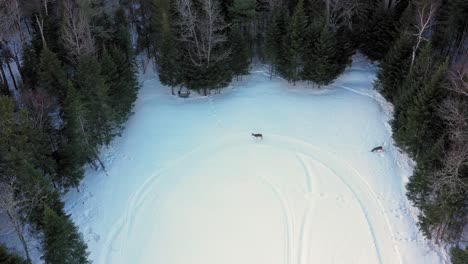 Two-deer-walking-across-a-snowy-field-with-snowmobile-tracks-AERIAL